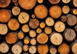 Holzarten mit natürlicher Insektenschutzfunktion